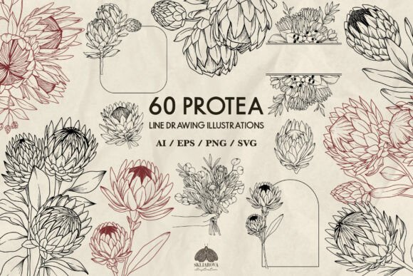 Download Protea Flowers Line Drawing Svg - Svg Collection